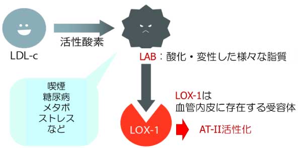 心血管ドック